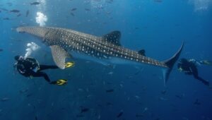 Bali Dive - Top 5 Shark Diving Spots in Asia