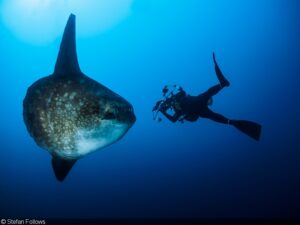 Bali Dive - Mola Mola Season