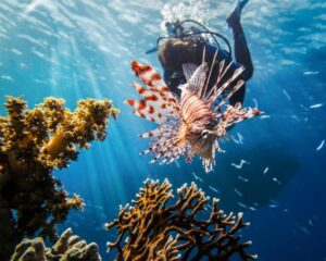 Bali Dive Sites - 9 Tropical Dive Sites Every Diver Must Explore Now