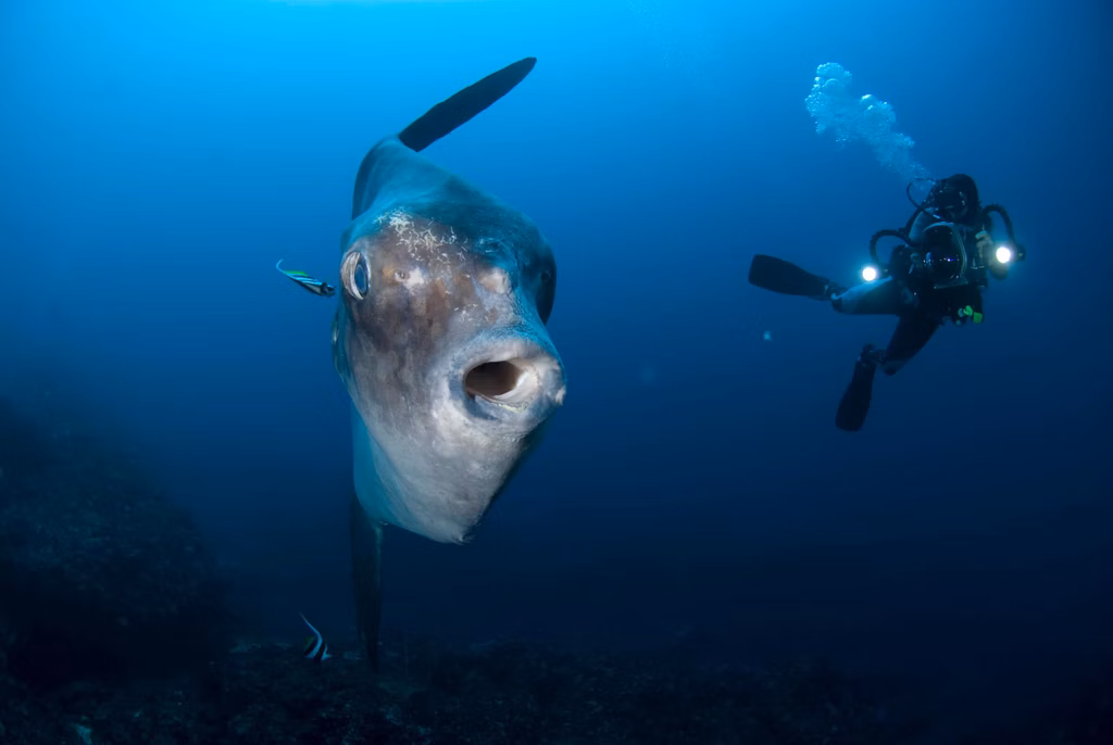 Diving During The Bali Mola Mola Season