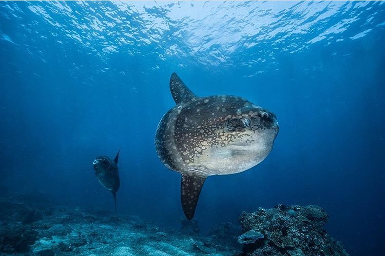 Diving in Bali - Mola Mola Sunfish