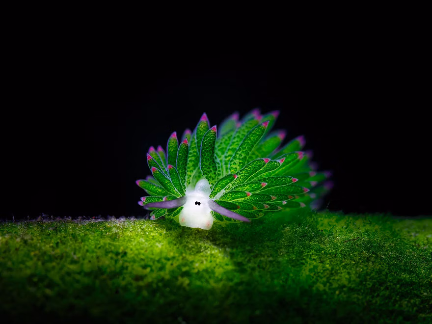 Vibrant sheep nudibranch during a dive in Tulamben, Bali