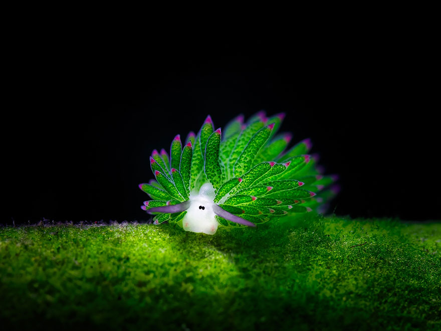 diving-in-bali-tulamben-diving-sheep-nudibranch