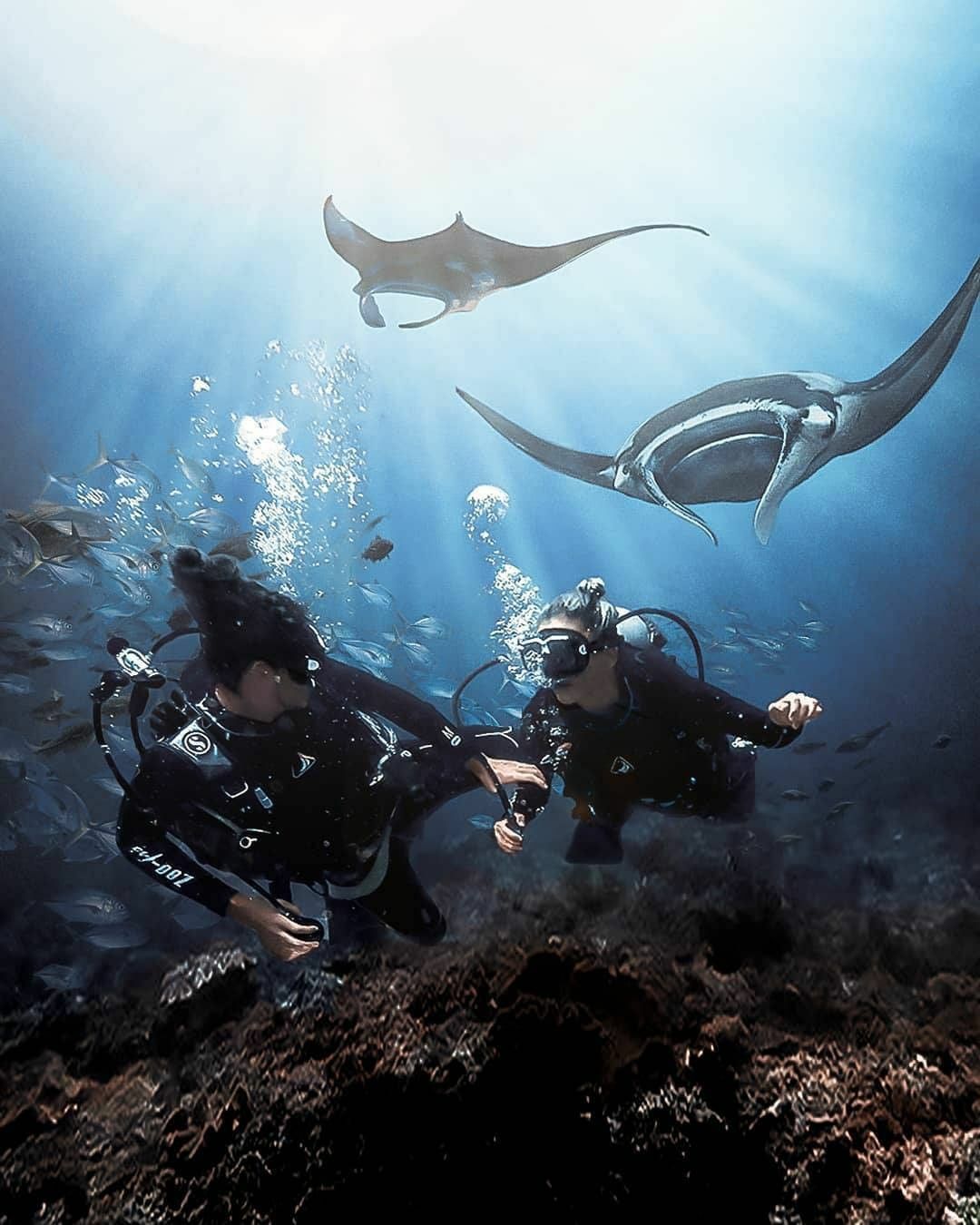 diving-in-indonesia-diving-with-manta-rays