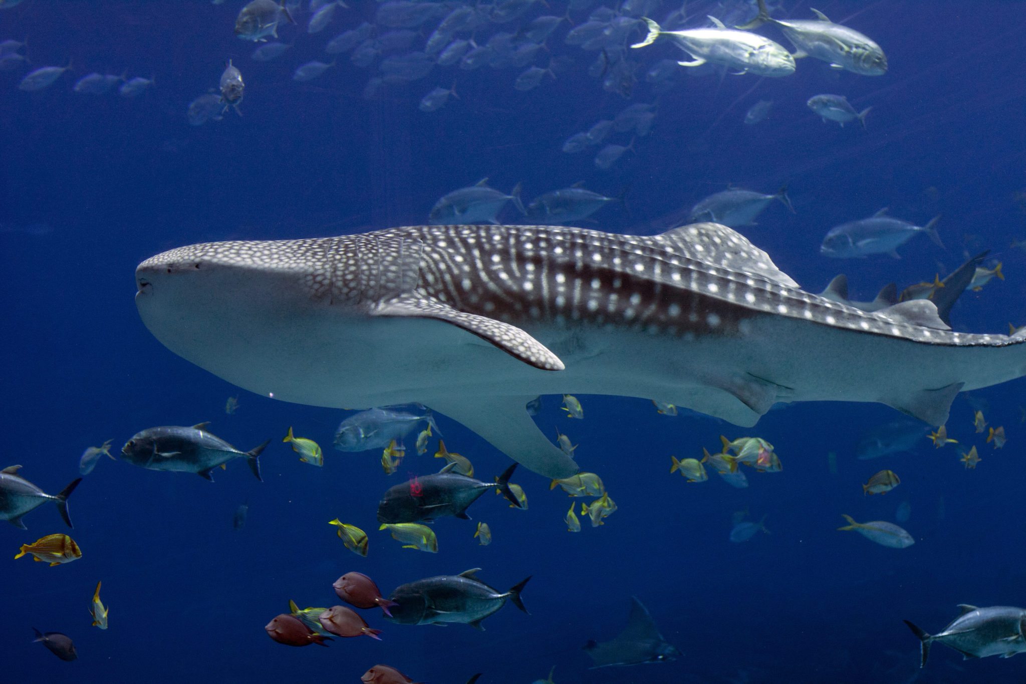 shark-diving-spots-indonesia-anambas-island