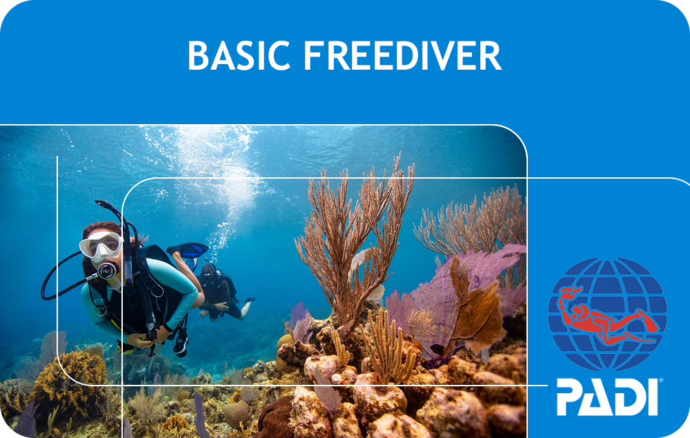 PADI Basic Freediver (Bali)