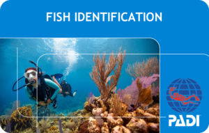 PADI Fish Identification (Bali)