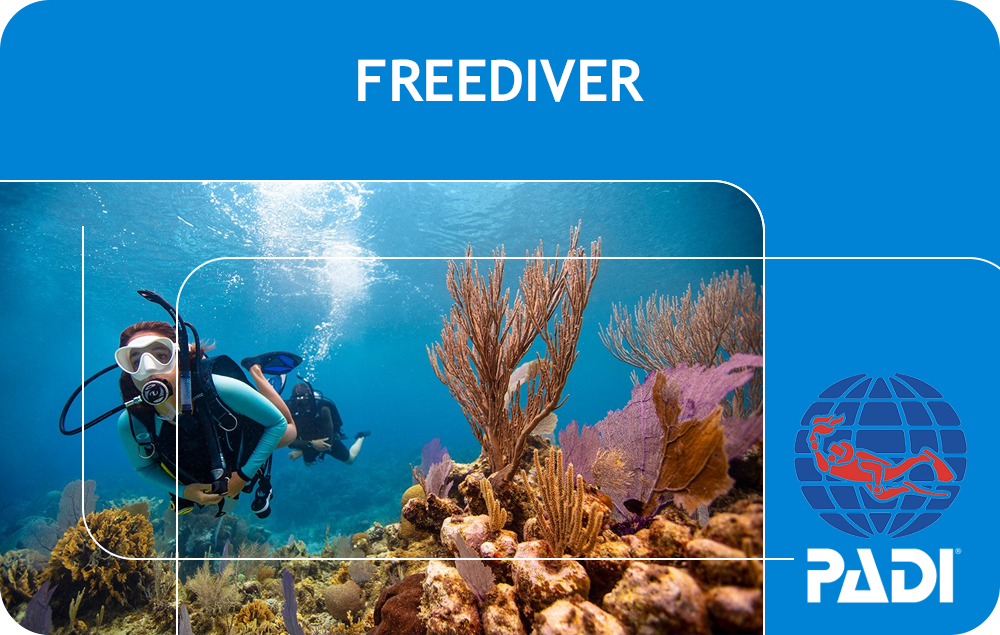 PADI Freediver (Bali)  Bali Dive Resort - Pebble & Fins