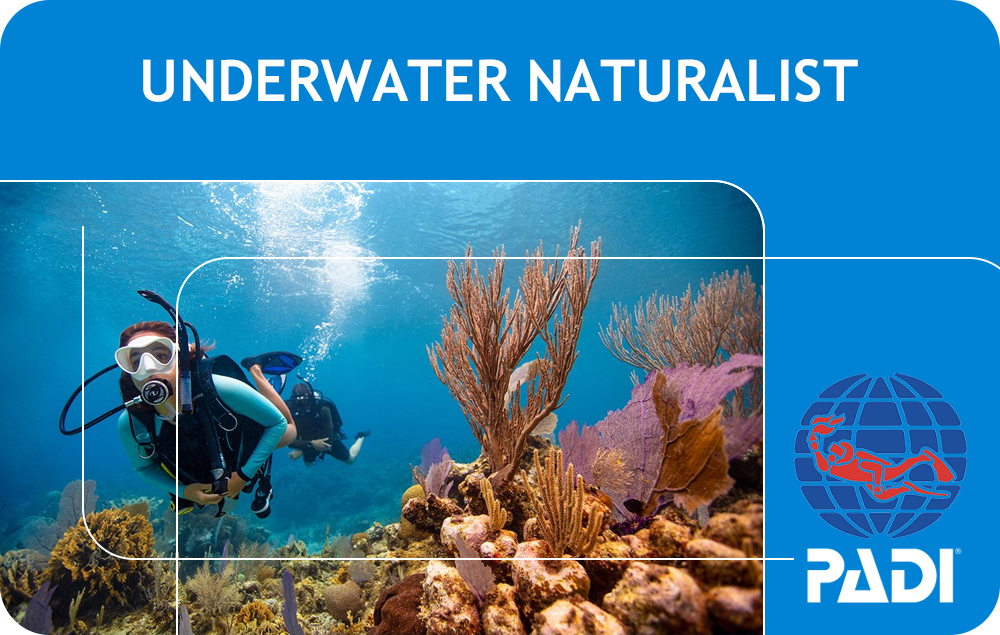 PADI Underwater Naturalist (Bali)