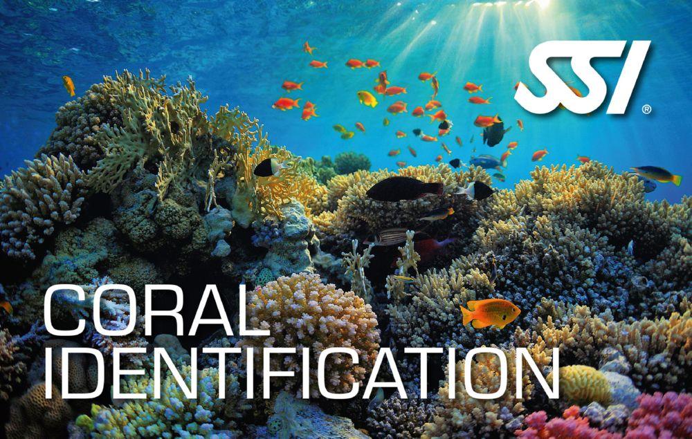 SSI Coral Identification (Bali) Course