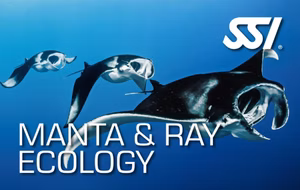 SSI Manta And Ray Ecology (Bali) Course