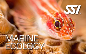 SSI Marine Ecology (Bali) Course