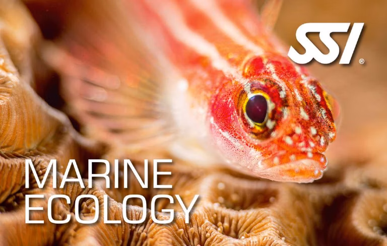 SSI Marine Ecology (Bali) Course