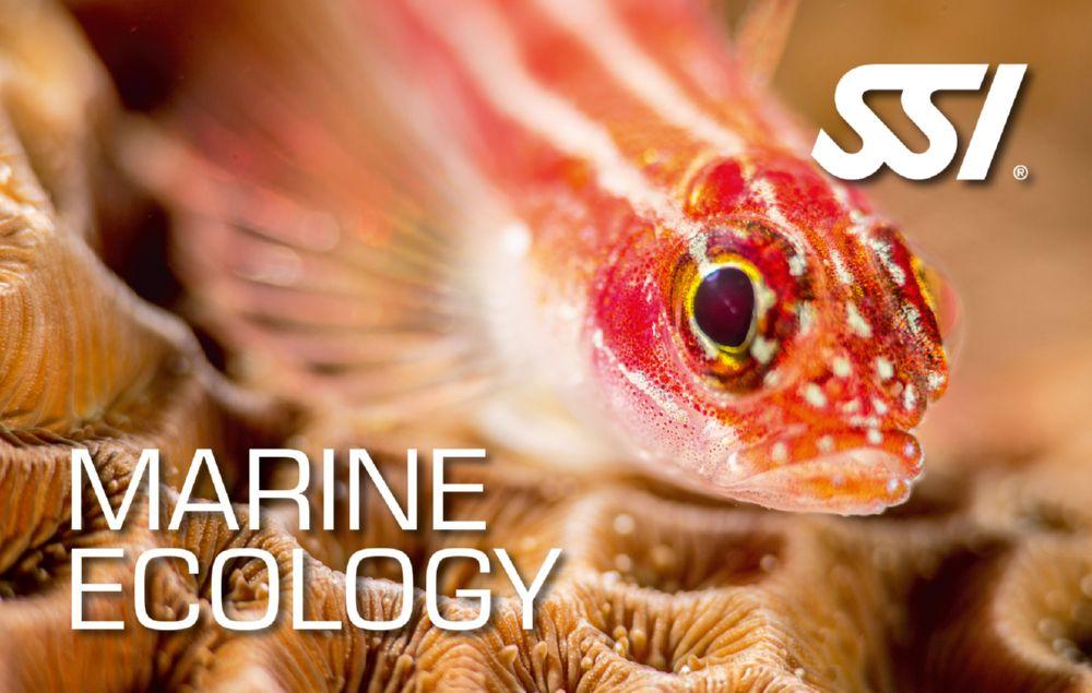 SSI Marine Ecology (Bali) Course