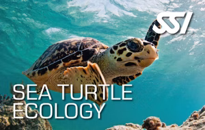 SSI Sea Turtle Ecology (Bali) Course