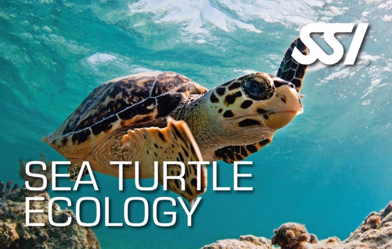 SSI Sea Turtle Ecology (Bali) Course