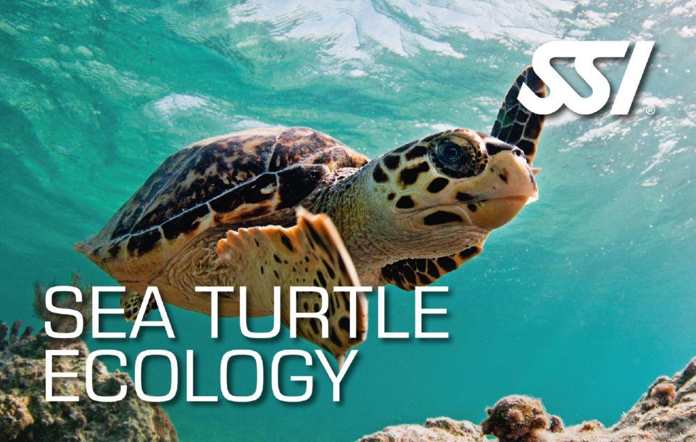 SSI Sea Turtle Ecology (Bali) Course