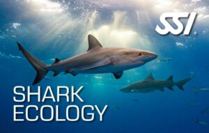 SSI Shark Ecology (Bali) Course