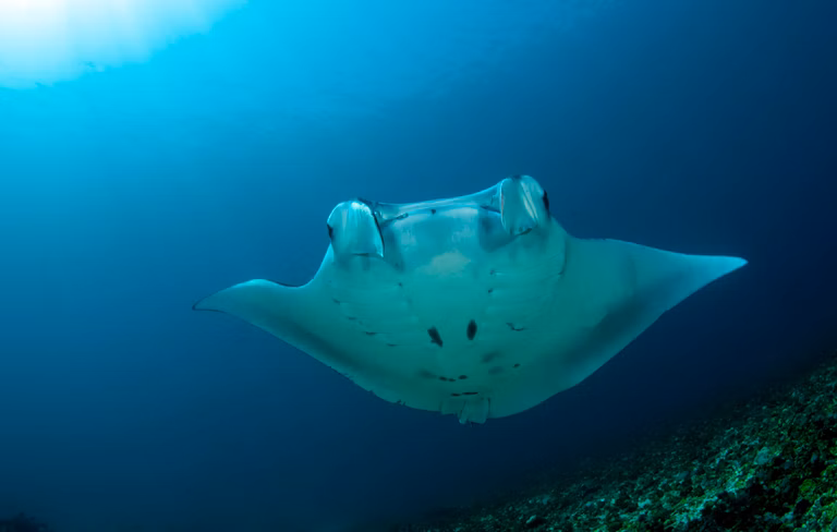 Bali Scuba Diving Course Main Page