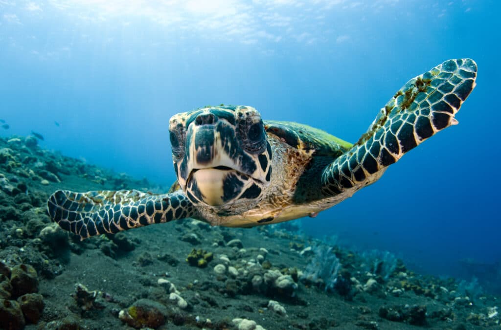 Bali Diving Day Trips Turtle Background