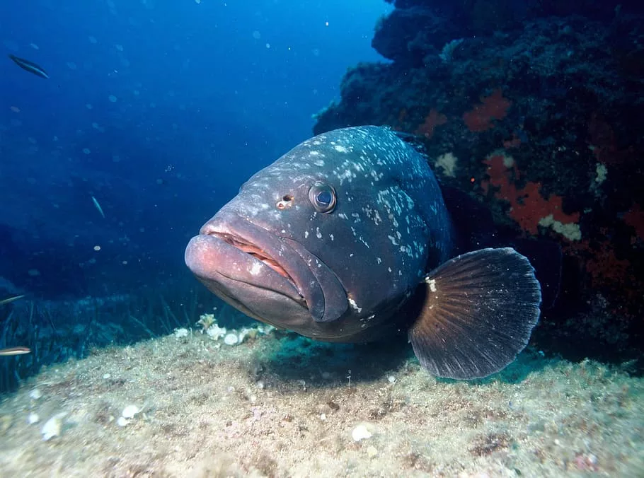 Giant Grouper at USS liberty Wreck