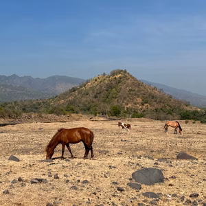 Bali Day Tour Savanna