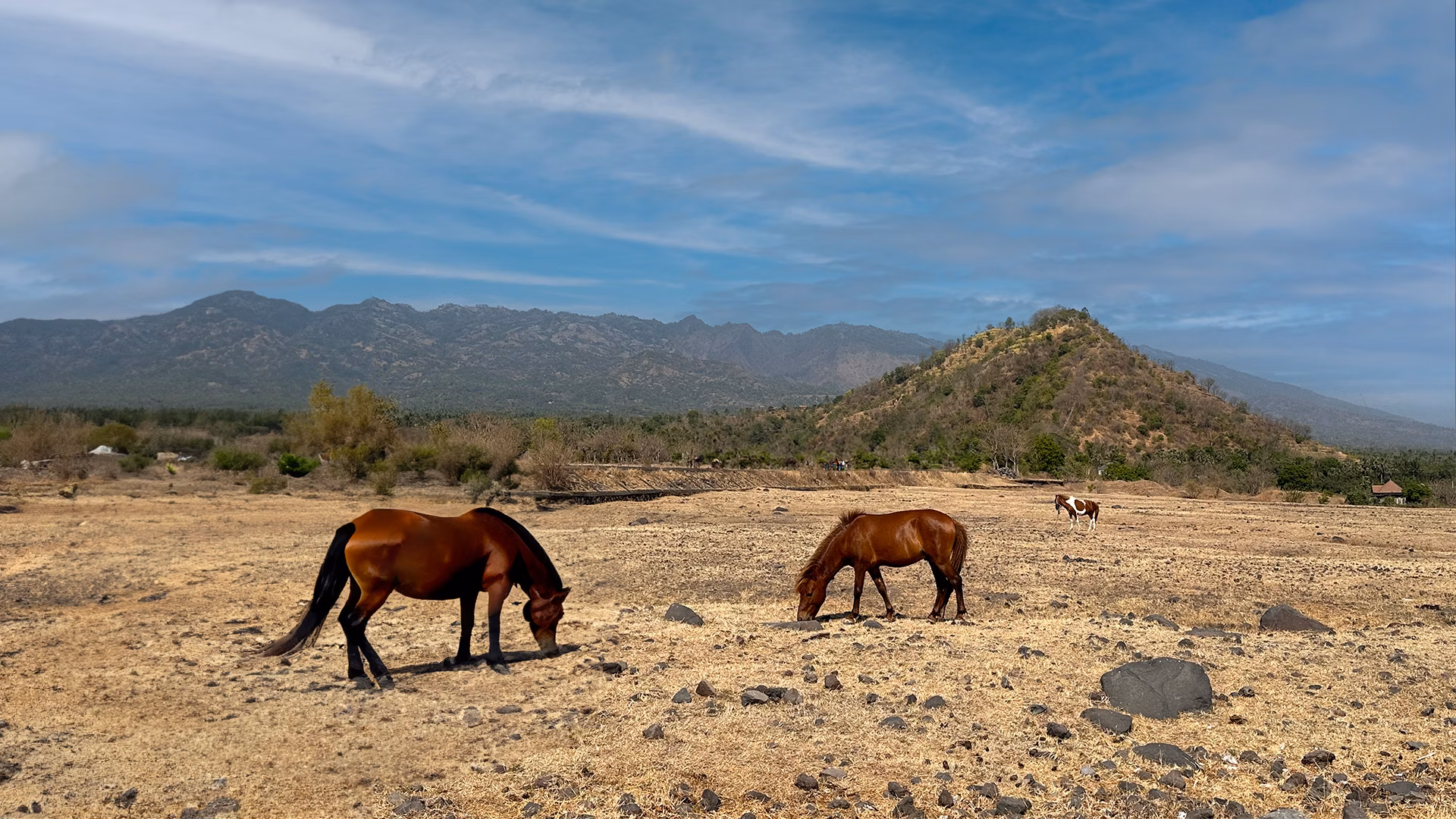 Bali Diving - Tour Savana Day Trip