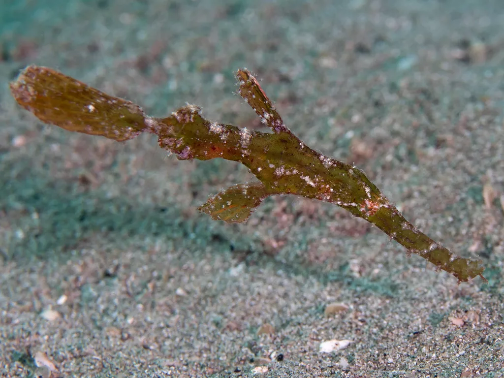 USS Liberty Wreck: Robust Ghost Pipefish