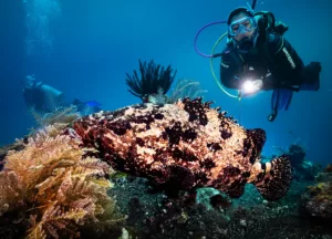 Tulamben USS Liberty Wreck Diver with Grouper Fish