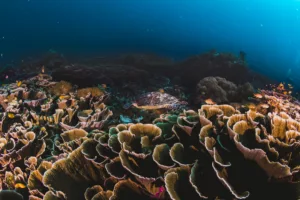 Corals and Sponges Around