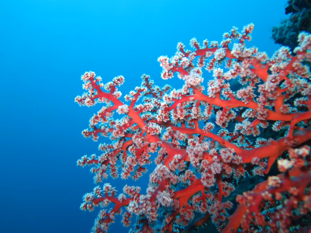 Top 5 Coral Reefs That Will Take Your Breath Away