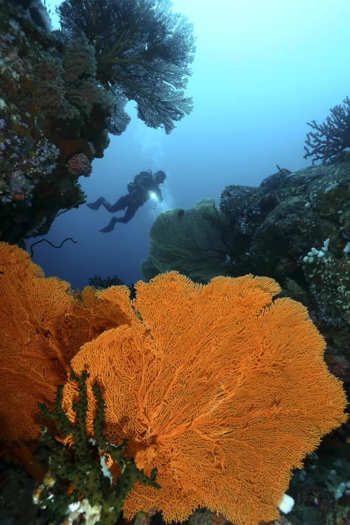 Top 5 Coral Reefs That Will Take Your Breath Away
