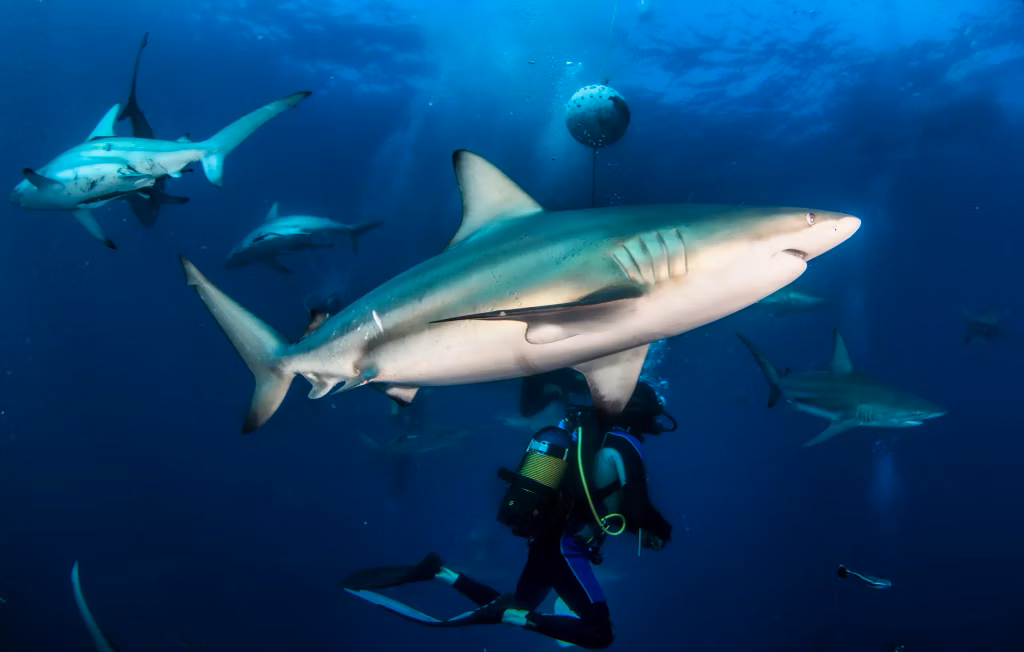 Scuba Diving, Diving, Diving in Bali, Marine Life, Dive Sites