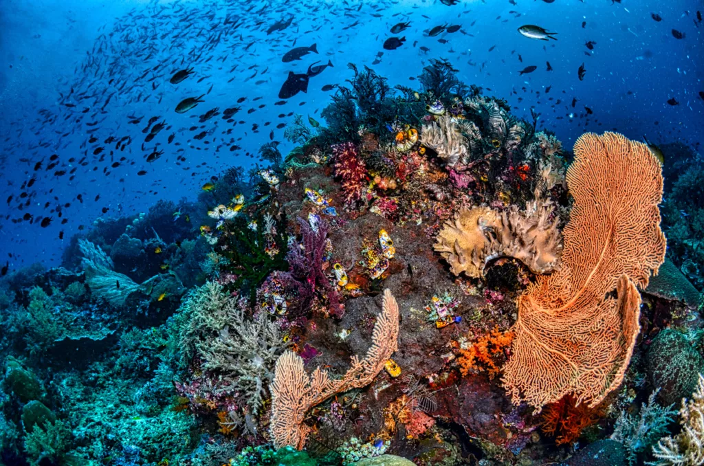 Underwater, Bali Diving