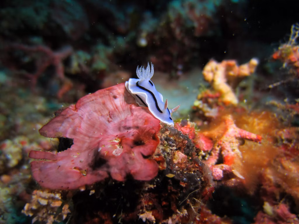 Scuba Diving, Bali Diving, Diving in Bali, Marine Life