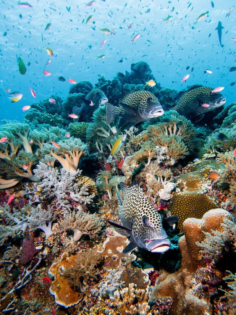 Diving, Diving in Bali, Bali Diving, Marine Life