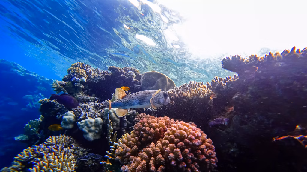 Diving, Bali Diving, Diving in Bali, Marine Life