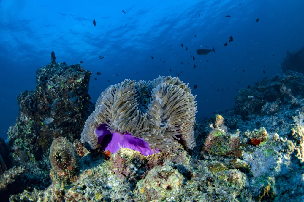 Underwater, Scuba Diving, Diving, Diving in Bali, Bali Diving