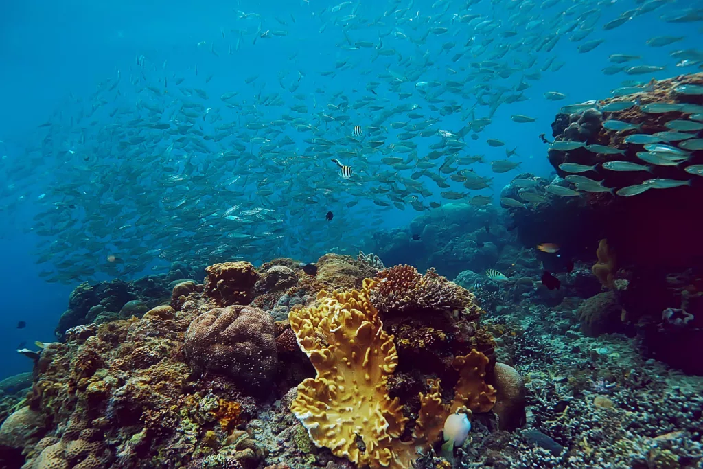 Underwater, Scuba Diving, Diving, Diving in Bali, Bali Diving