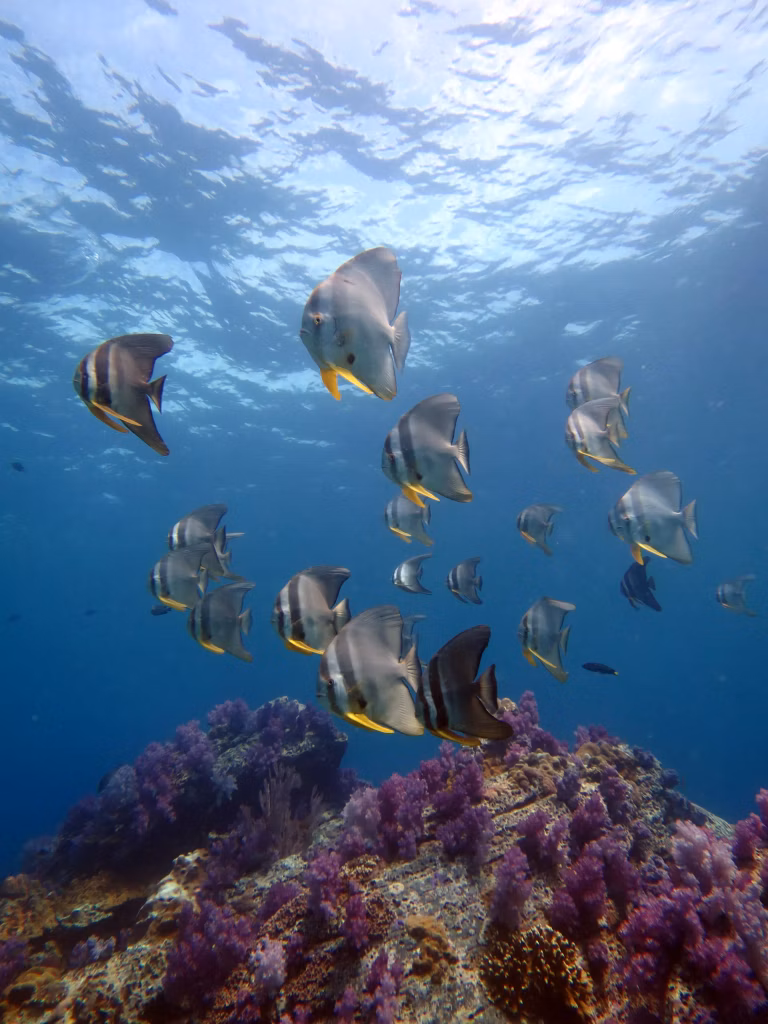 Underwater, Scuba Diving, Diving, Diving in Bali, Bali Diving