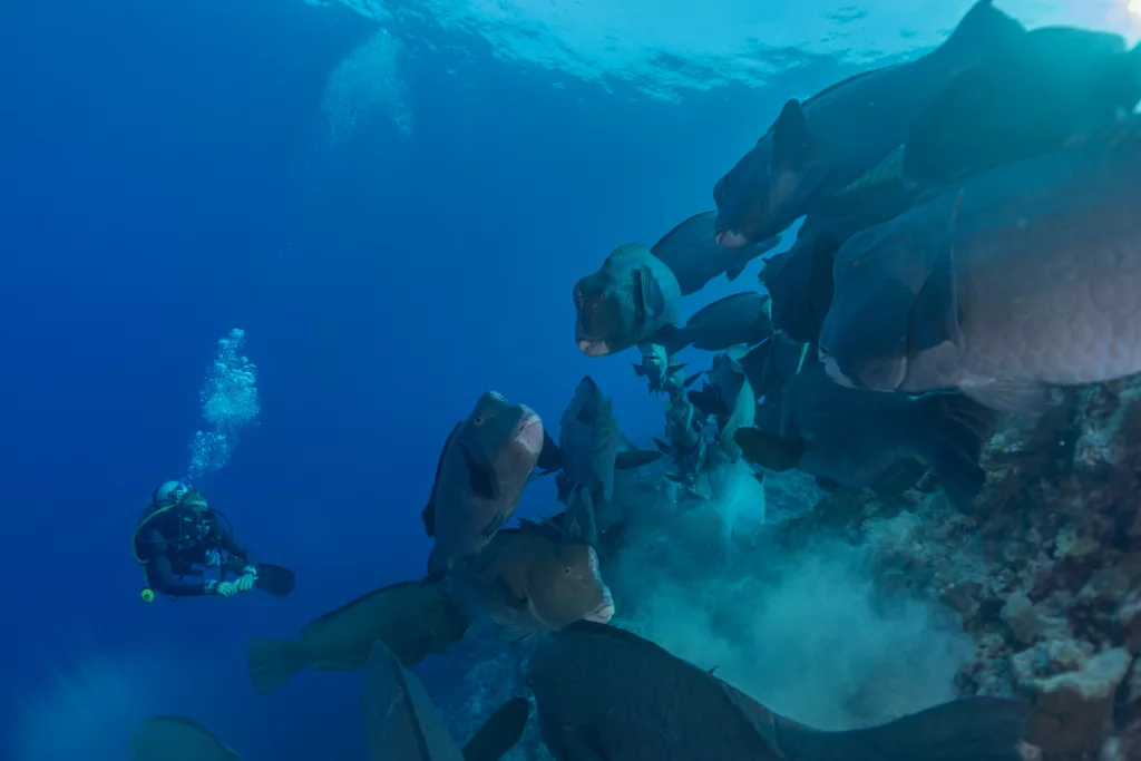 Scuba Diving, Diving, Diving in Bali, Bali Diving, Marine Life, Dive Sites