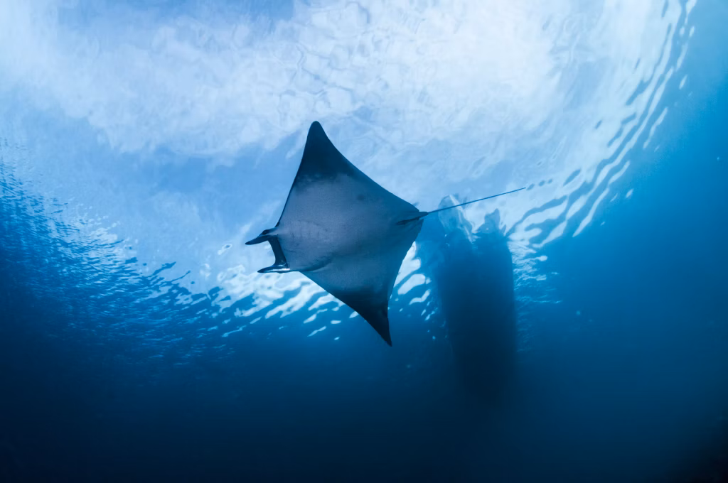 Scuba Diving, Diving, Diving in Bali, Marine Life, Dive Sites