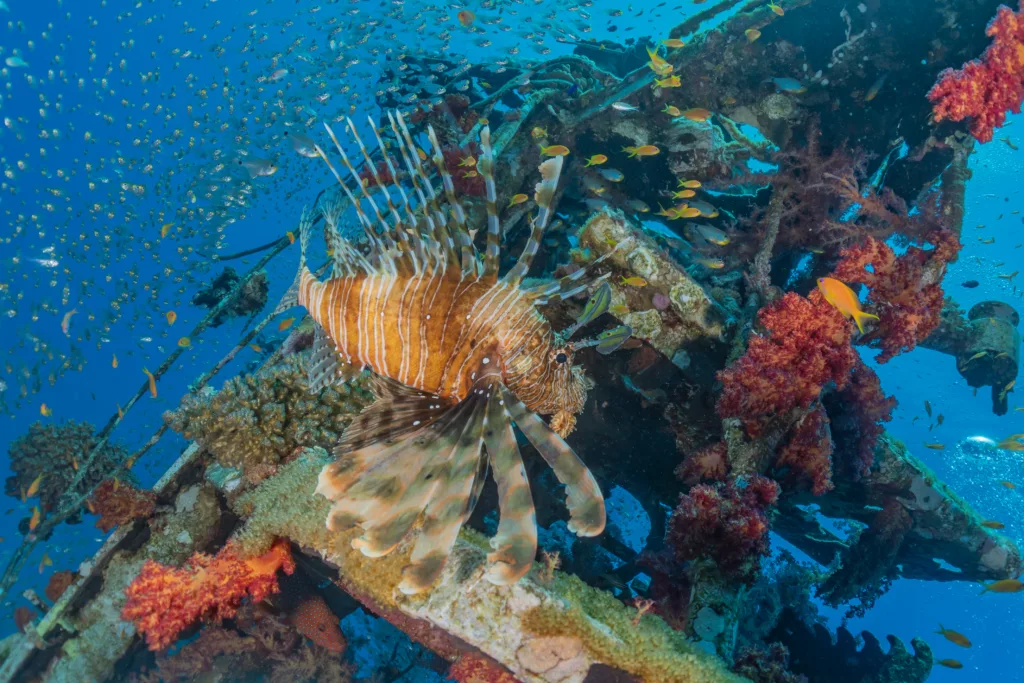 Diving, Bali Diving, Diving in Bali, Marine Life