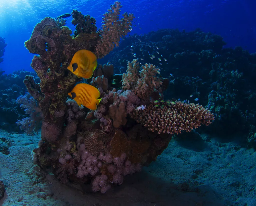 Diving, Bali Diving, Diving in Bali, Marine Life