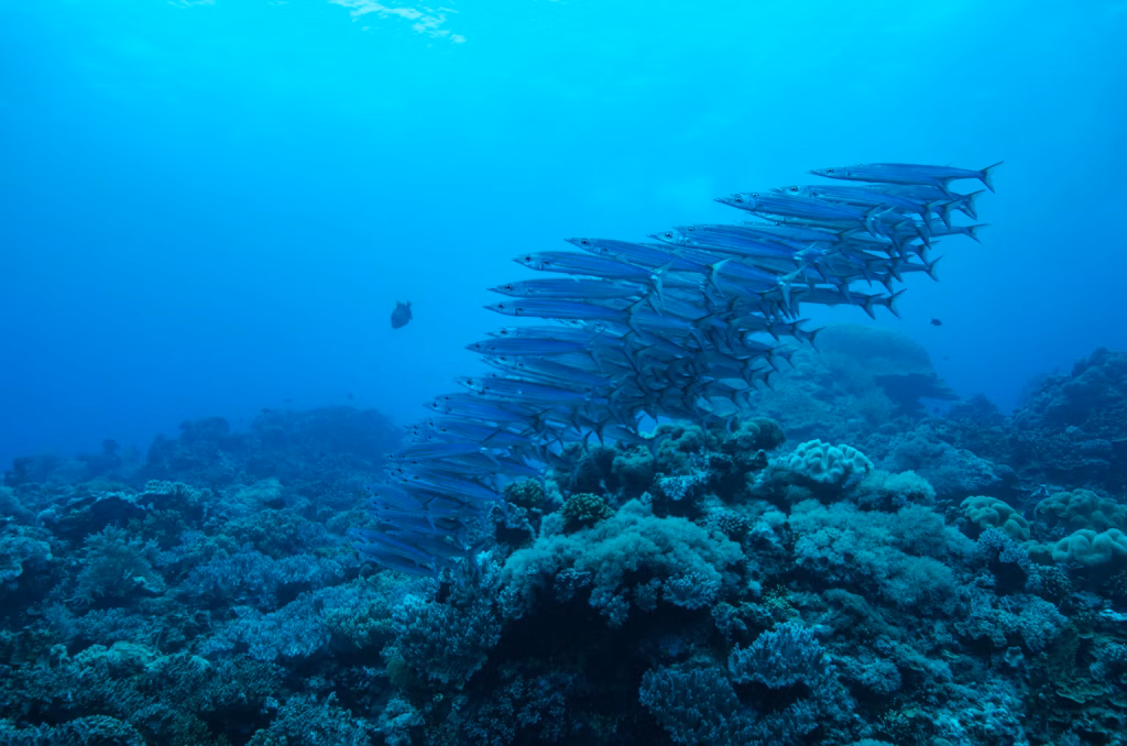 Scuba Diving, Diving, Diving in Bali, Bali Diving