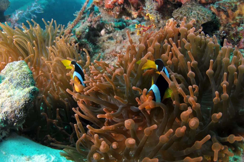 Scuba Diving, Bali Diving, Diving in Bali, Marine Life