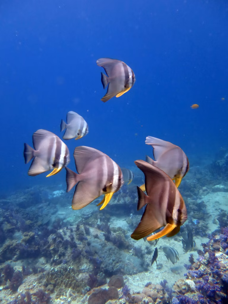 Longfin spadefish swimming in crystal-clear Bali waters.