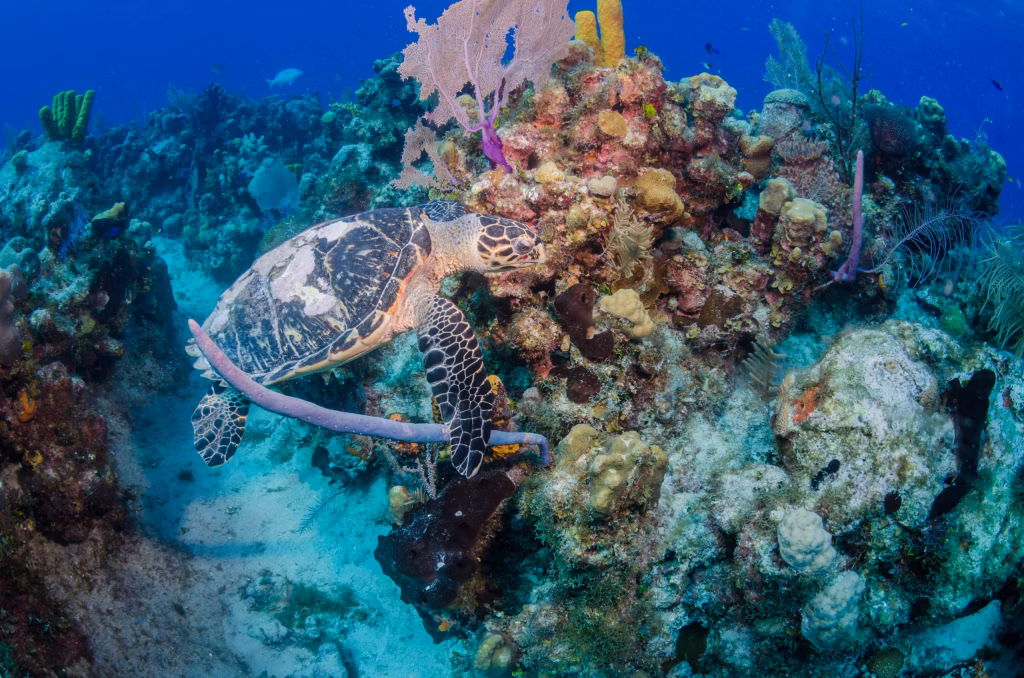 Snorkeling, Scuba Diving, Diving in Bali, Bali Diving