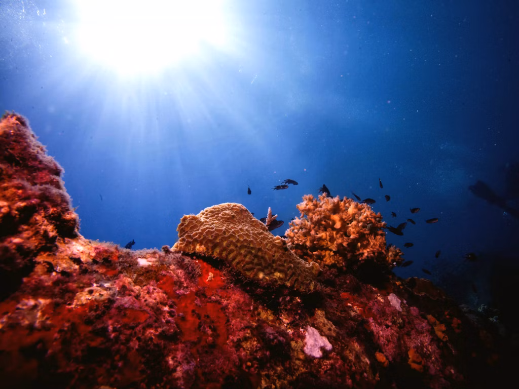 Scuba Diving, Diving, Diving in Bali, Bali Diving