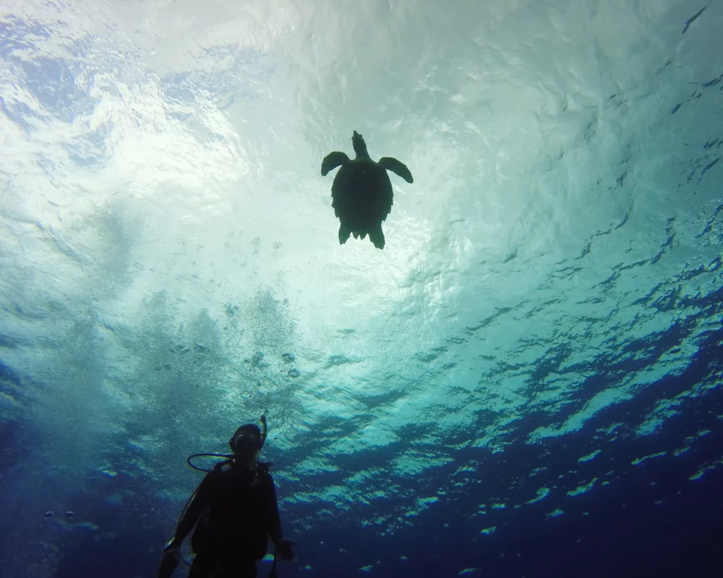 Scuba Diving, Diving, Diving in Bali, Dive Sites, Marine Life